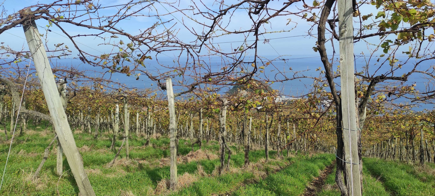 basque-coast-txakoli-vineyard